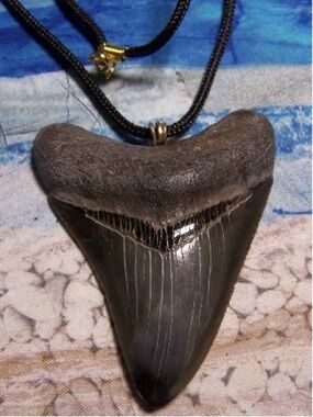 Megladon Sharktooth Necklace Extra Large - 3 1/8 inch